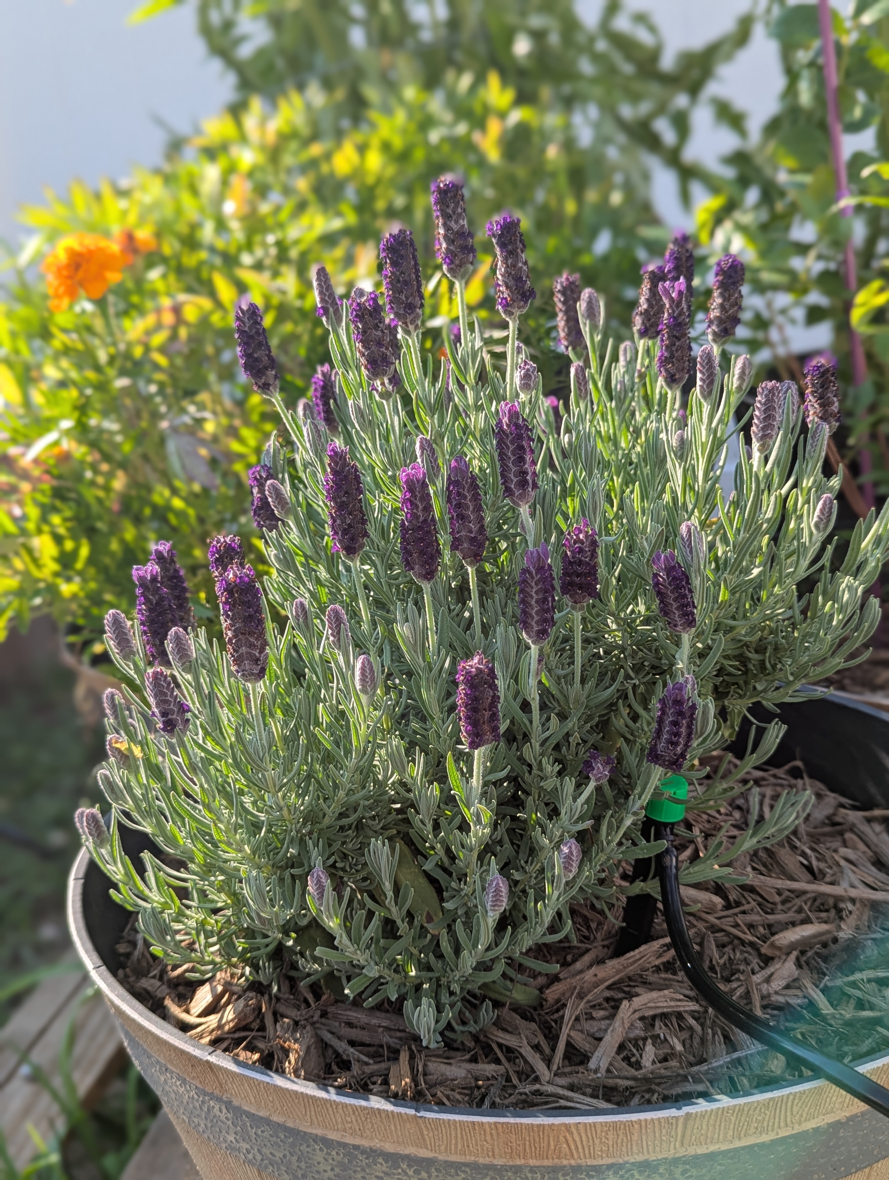 #23: Plant Something and Help it Grow